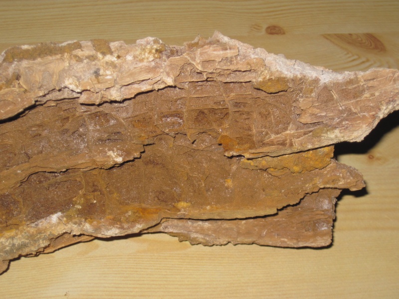 Structures et bois fossiles Cuise_11