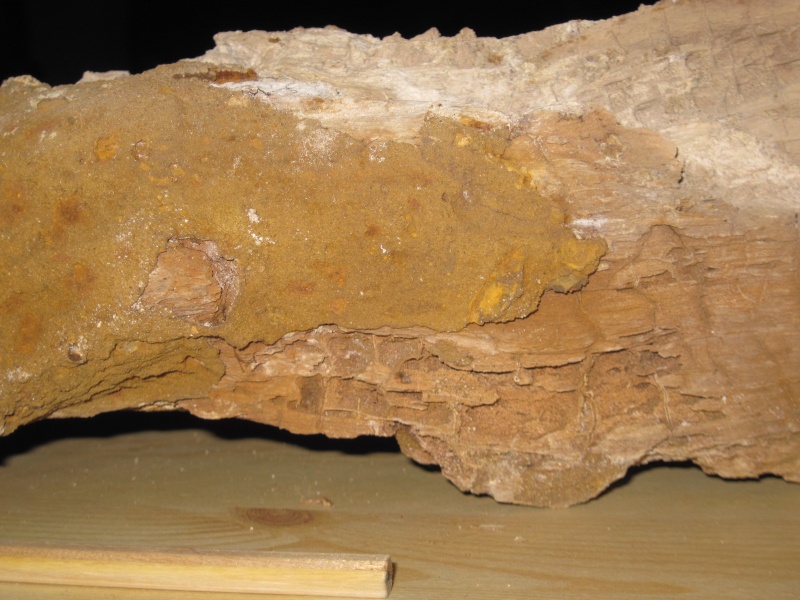Structures et bois fossiles Cuise_15