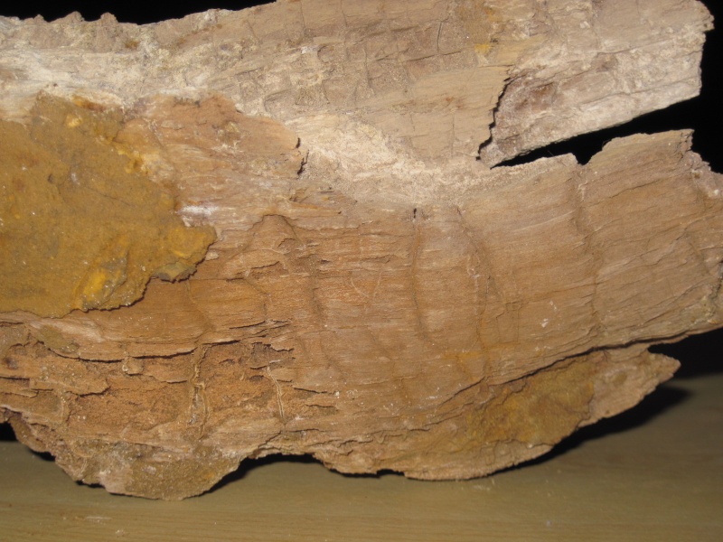 Structures et bois fossiles Cuise_16