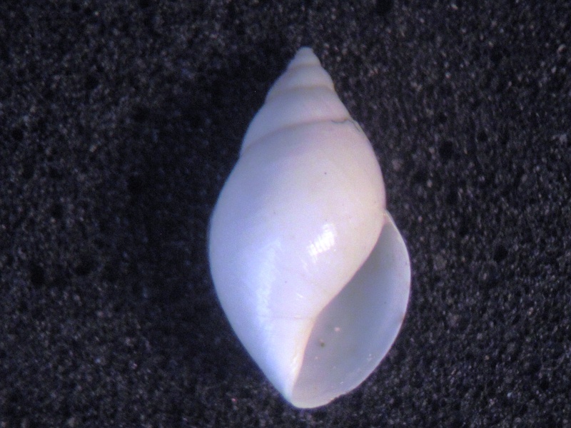 Lymnaeidae - † Galba duchasteli (Deshayes, 1863) - Lutétien moy. (Fontenay-en-Vexin) A confirmer ou pas ! Juille14
