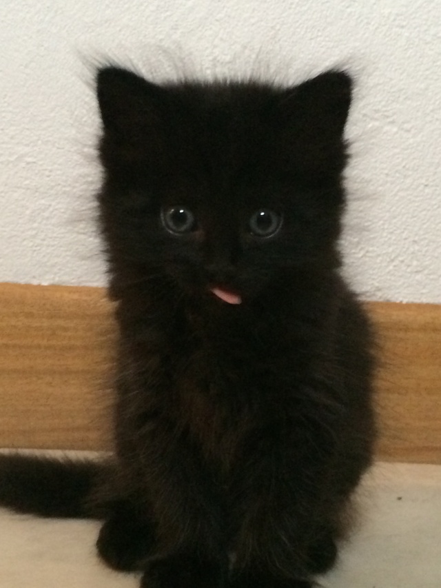 Portée de 4 chatons - Noirs et noir/blanc Img_1112