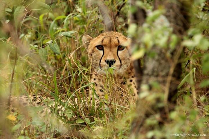 New Cheetah Cubs in the Mara Cheeta11