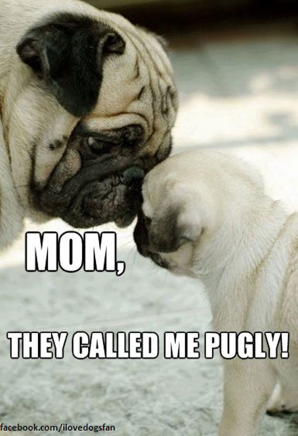 Funny Animal Photos - Page 33 Pug10