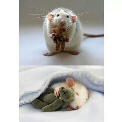 Animal Love Pics - Page 6 Rat10