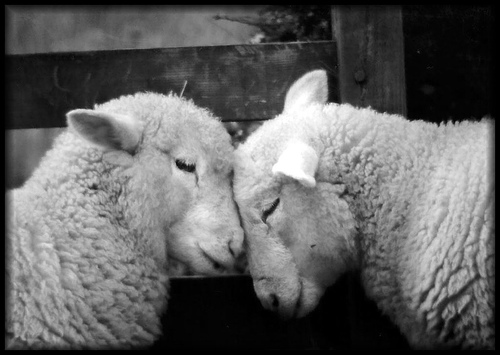 Animal Love Pics - Page 6 Sheep-10