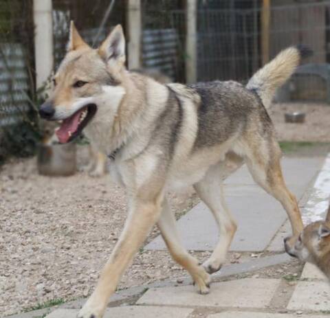 Croisementslabrador Retriever X Chien Loup Tchécoslovaque