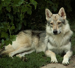 Croisementslabrador Retriever X Chien Loup Tchécoslovaque