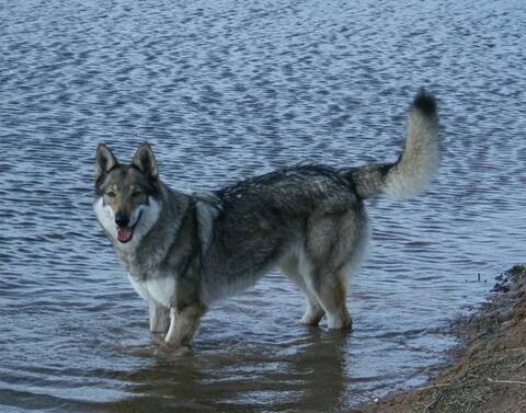 Croisementslabrador Retriever X Chien Loup Tchécoslovaque