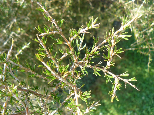 Berberis sargentiana, Hymenanthera crassifolia, Coprosma rugosa, Ptilostemon casabonae, Ramonda myconi [devinette] P1120111