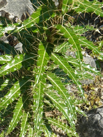 Berberis sargentiana, Hymenanthera crassifolia, Coprosma rugosa, Ptilostemon casabonae, Ramonda myconi [devinette] P1120112
