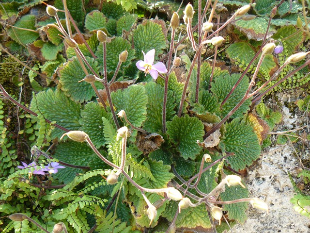 Berberis sargentiana, Hymenanthera crassifolia, Coprosma rugosa, Ptilostemon casabonae, Ramonda myconi [devinette] P1120113