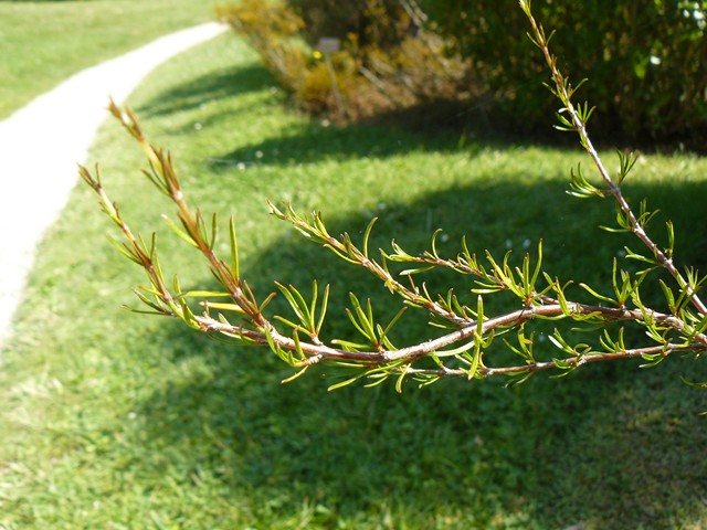 Berberis sargentiana, Hymenanthera crassifolia, Coprosma rugosa, Ptilostemon casabonae, Ramonda myconi [devinette] - Page 2 P1120116