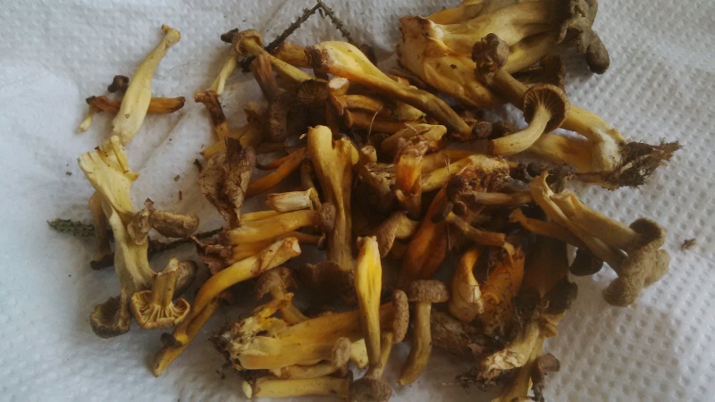 chanterelle Img_2012