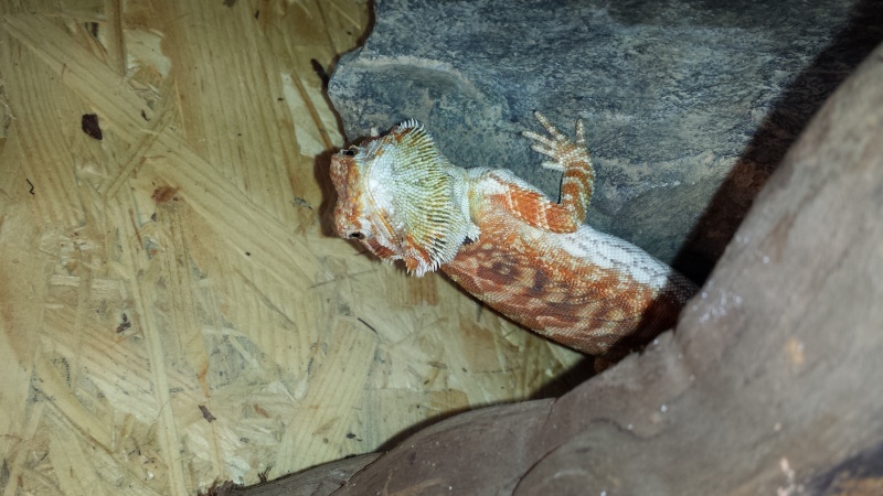 mon tout premier pogona !!!!! 20140611