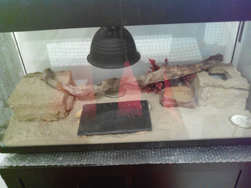 Geckotte refuse de manger  Terra10