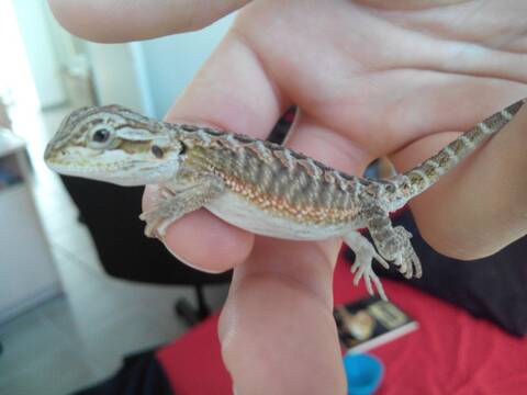 Bebe Pogona Ventre Gonfle