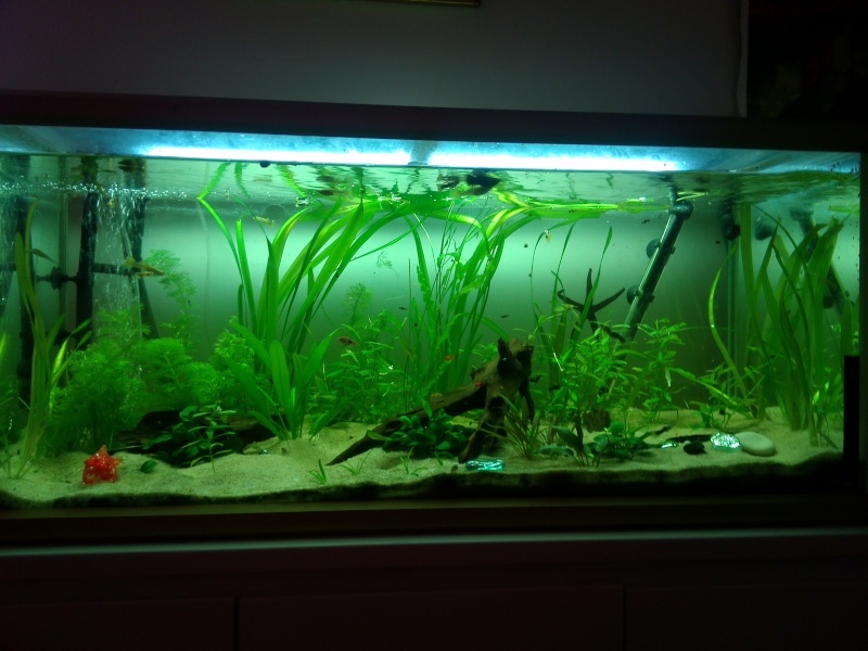 Mon aquarium 160l petite demande de conseils Img_2010