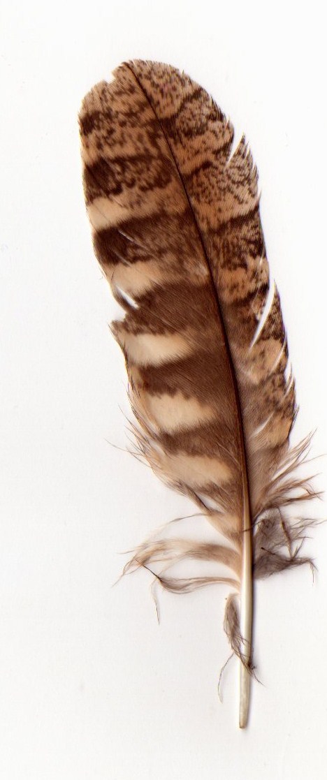 Hibou petit-duc Scan_p35