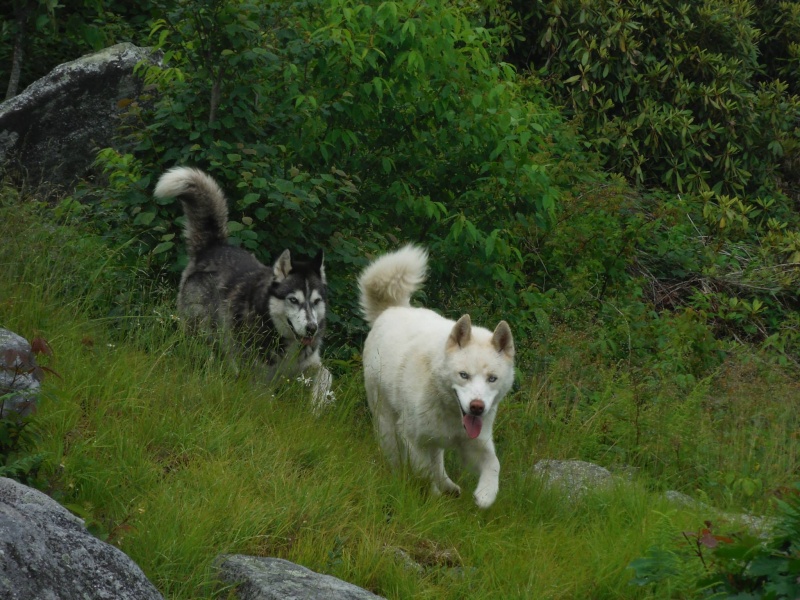 found: two huskies in Dolly Sods WIlderness area, WV 61642910