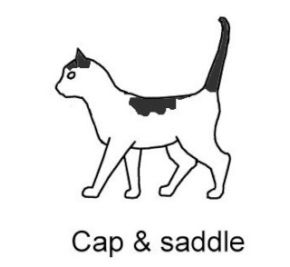 La devinette du mois : Quelle est la robe de ce chat ? - Page 4 Bicolo10