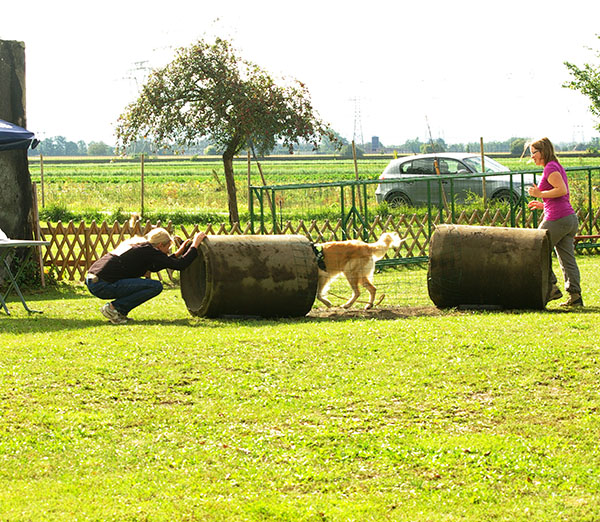 Journée du chien - 21 septembre 2014 Imgp0810