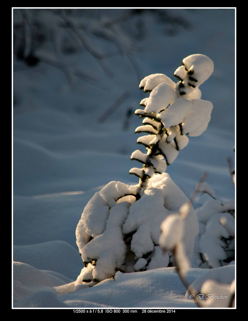 Squelette oublié dans la neige  Squele10