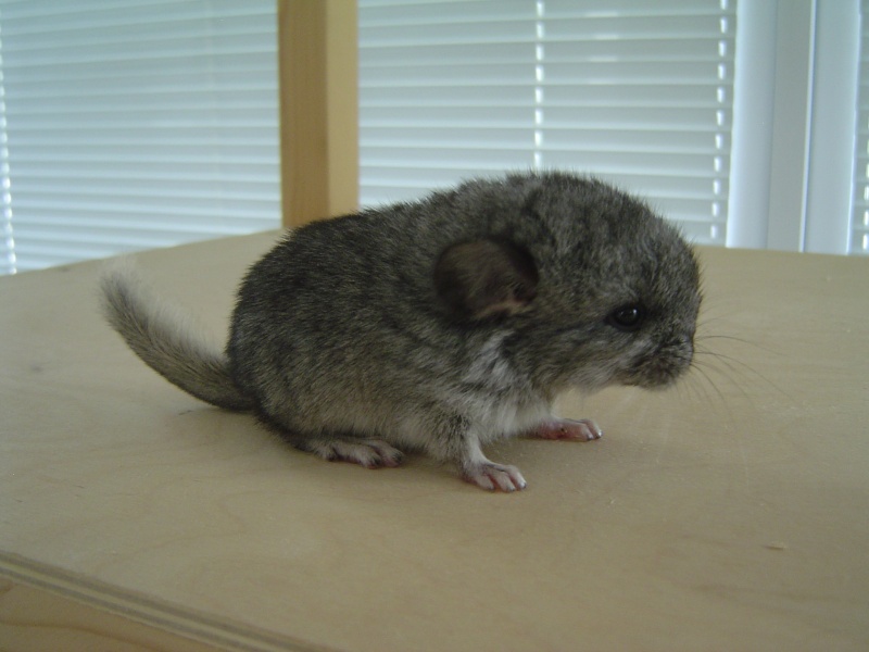 Welche Farbe habt meine Baby Chinchilla? Dsc04810