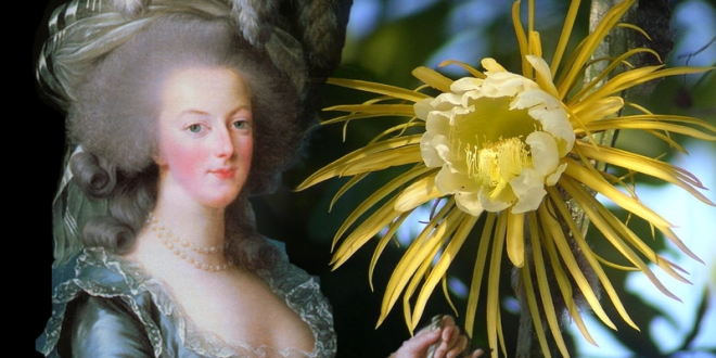Marie Antoinette et les fleurs - Page 3 Marie-11