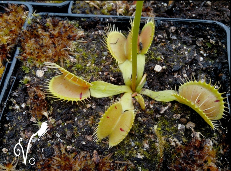 Dionaea "Patchs" Dionae12