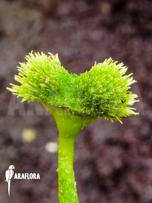 Dionaea "Helmet" et pas autre chose --" Dionae18