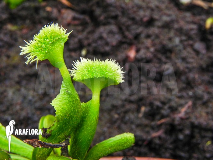 Dionaea "Helmet" et pas autre chose --" Dionae19