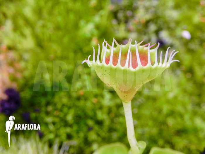 Dionaea "Helmet" et pas autre chose --" Dionae20