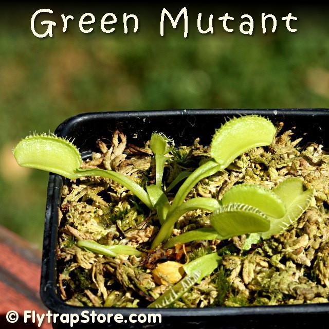 Dionaea 'Green Mutant' Gren110