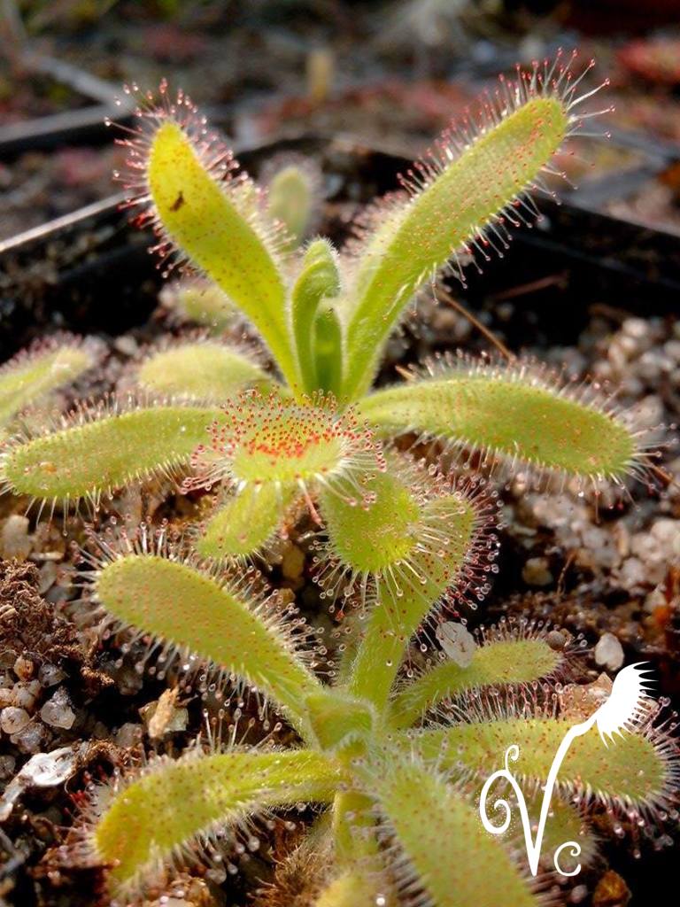 Drosera Hilaris Hilari10