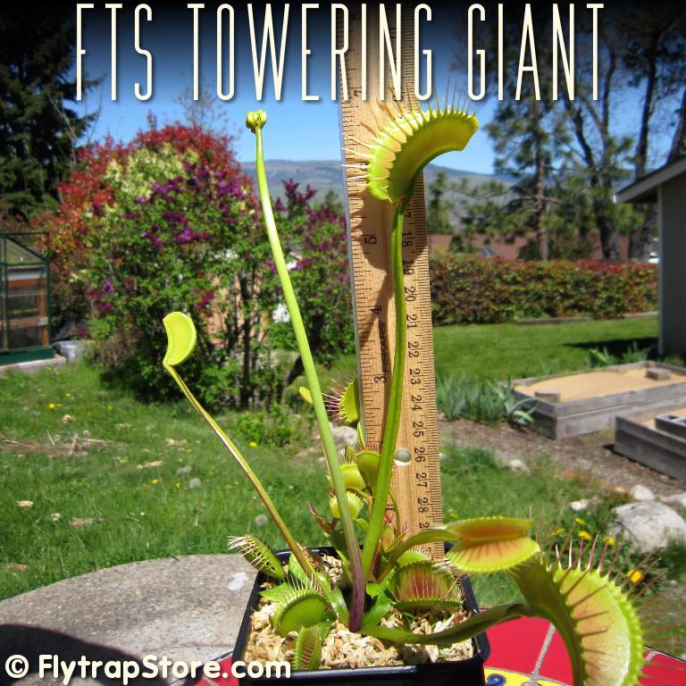 Dionaea 'FTS Towering Giant' Tower110