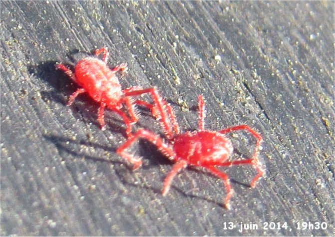 acarien rouge ou Trombidion rue de La Hunaudaye aux villages Araign17