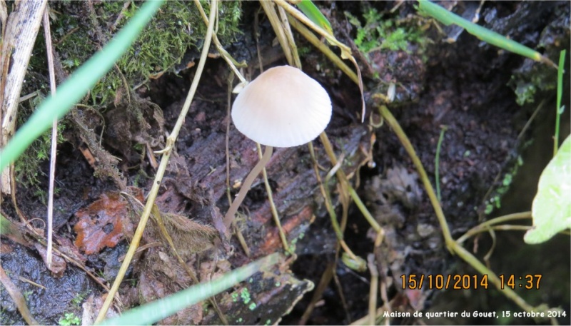 champignons noirs et blancs près de la Maison de quartier du Gouet au Légué  Champi69