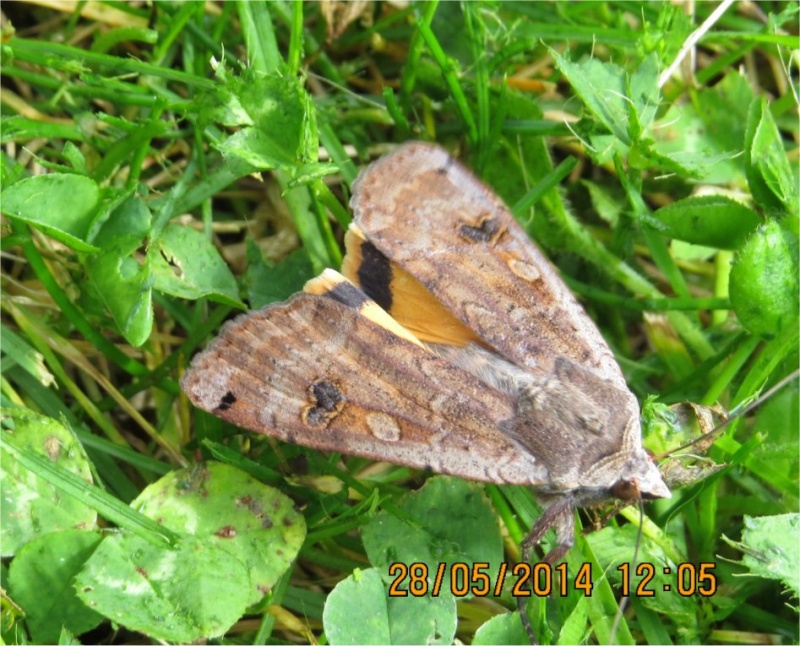 Papillon Noctua pronuba ("hibou") rue de La Hunaudaye aux Villages  Papill11