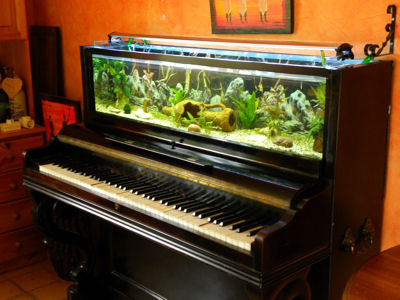 Aquarium dans un piano droit - Page 2 Dscn4211