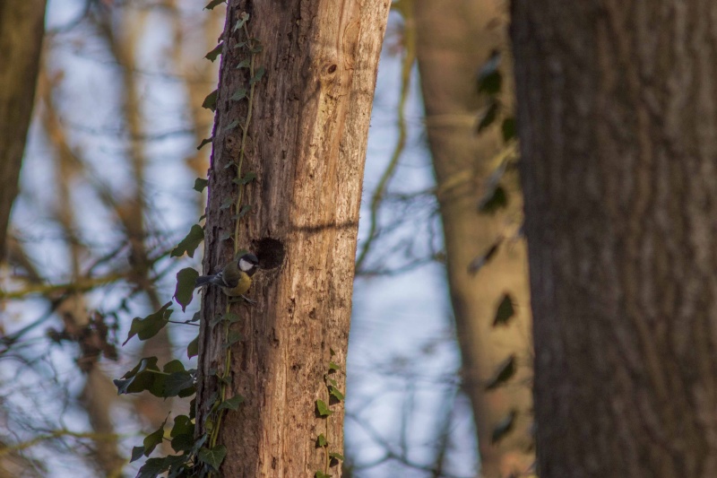 forêt de Nieppe Foret_10