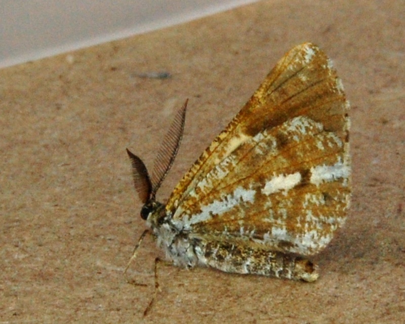eupithecia - Soirée Saint Lunaire Mythimna ferrago, Eupithecia haworthiata, Bupalus piniaria Bupalu10