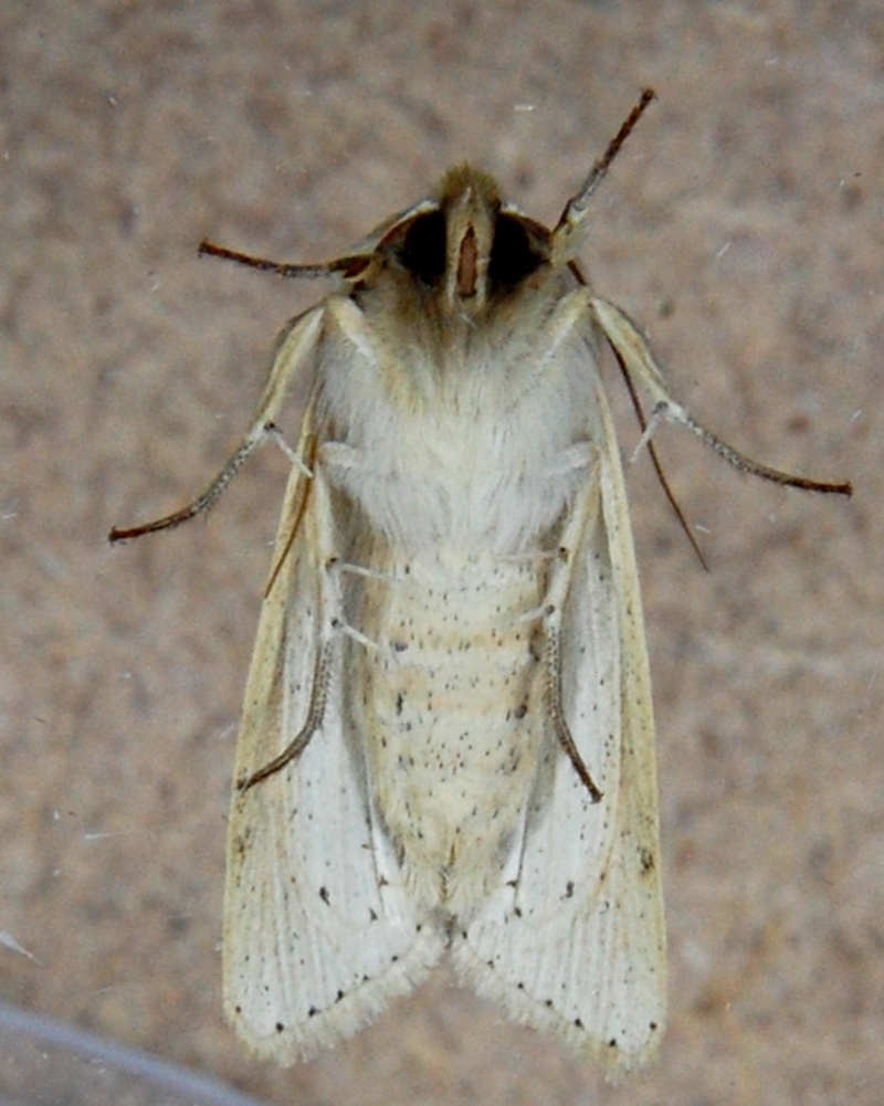 [mythimna sp.] Mythimna straminea C11