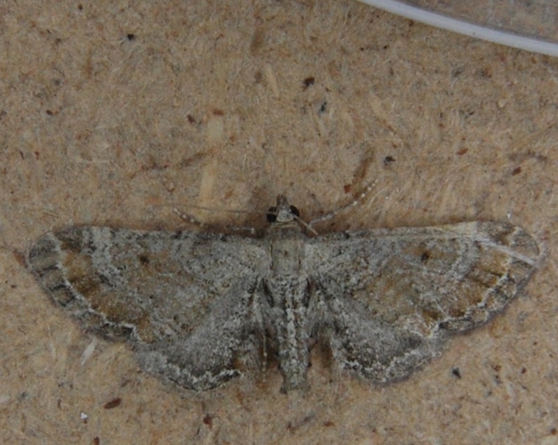 eupithecia - [eupithecia simpliciata] Eupithécie Eupith11