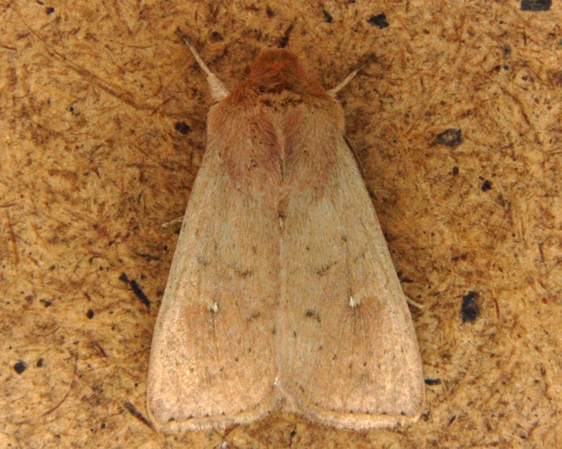 eupithecia - Soirée Saint Lunaire Mythimna ferrago, Eupithecia haworthiata, Bupalus piniaria Mythim11