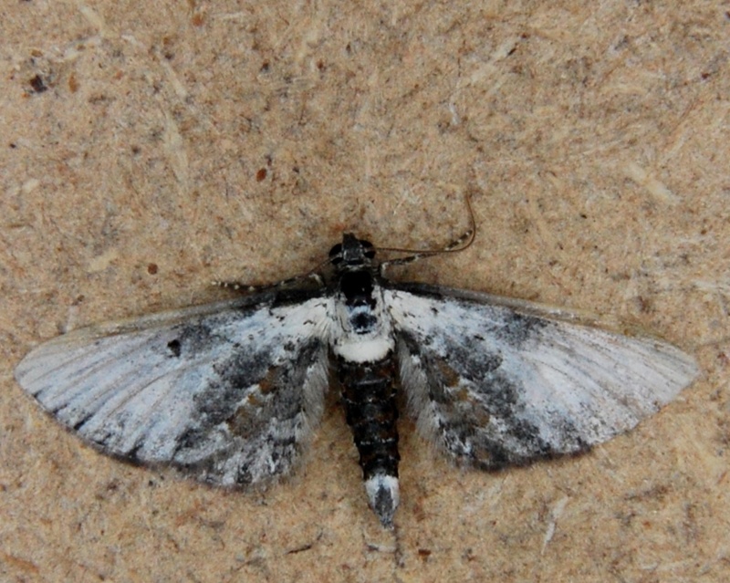 eupithecia - [eupithecia succenturiata] Eupithecia succenturiata T13