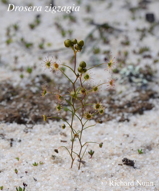 Quelques Drosera sympa 10550010