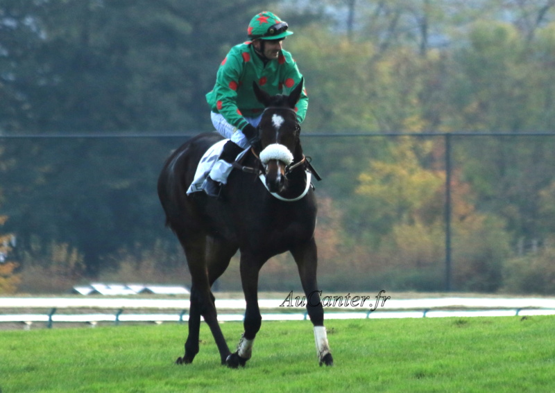 Photos Auteuil 4-11-2018 - Page 2 5j6a0028