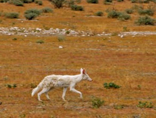 Puisque Uccen est passé par là - Page 17 Albino10