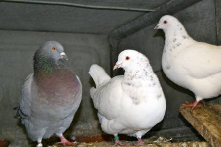 Fiche oiseau n1 : le pigeon biset 110