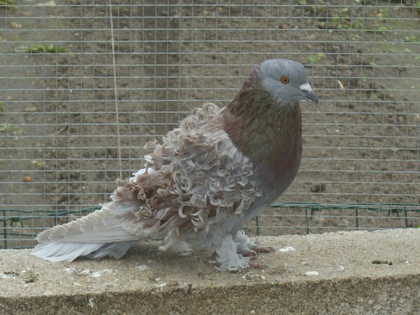 Fiche oiseau n1 : le pigeon biset 29280010